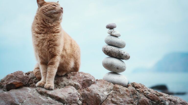 Alimente pentru energie echilibrată